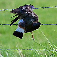 Dead lapwing (Vanellus vanellus) caught with wing in barbwire along field, Belgium